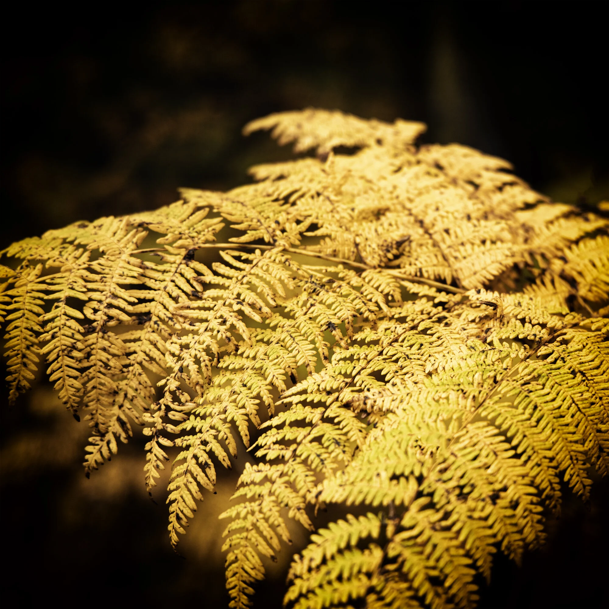 0O4A0989.jpg
