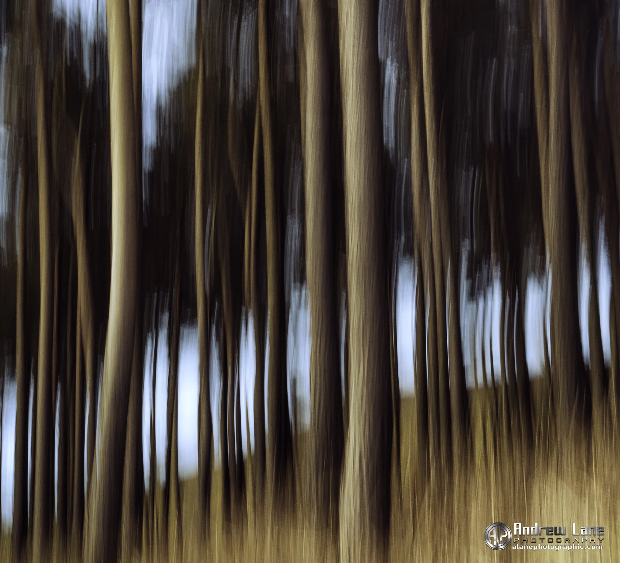 An attempt at ICM (Intentional Camera Movement)