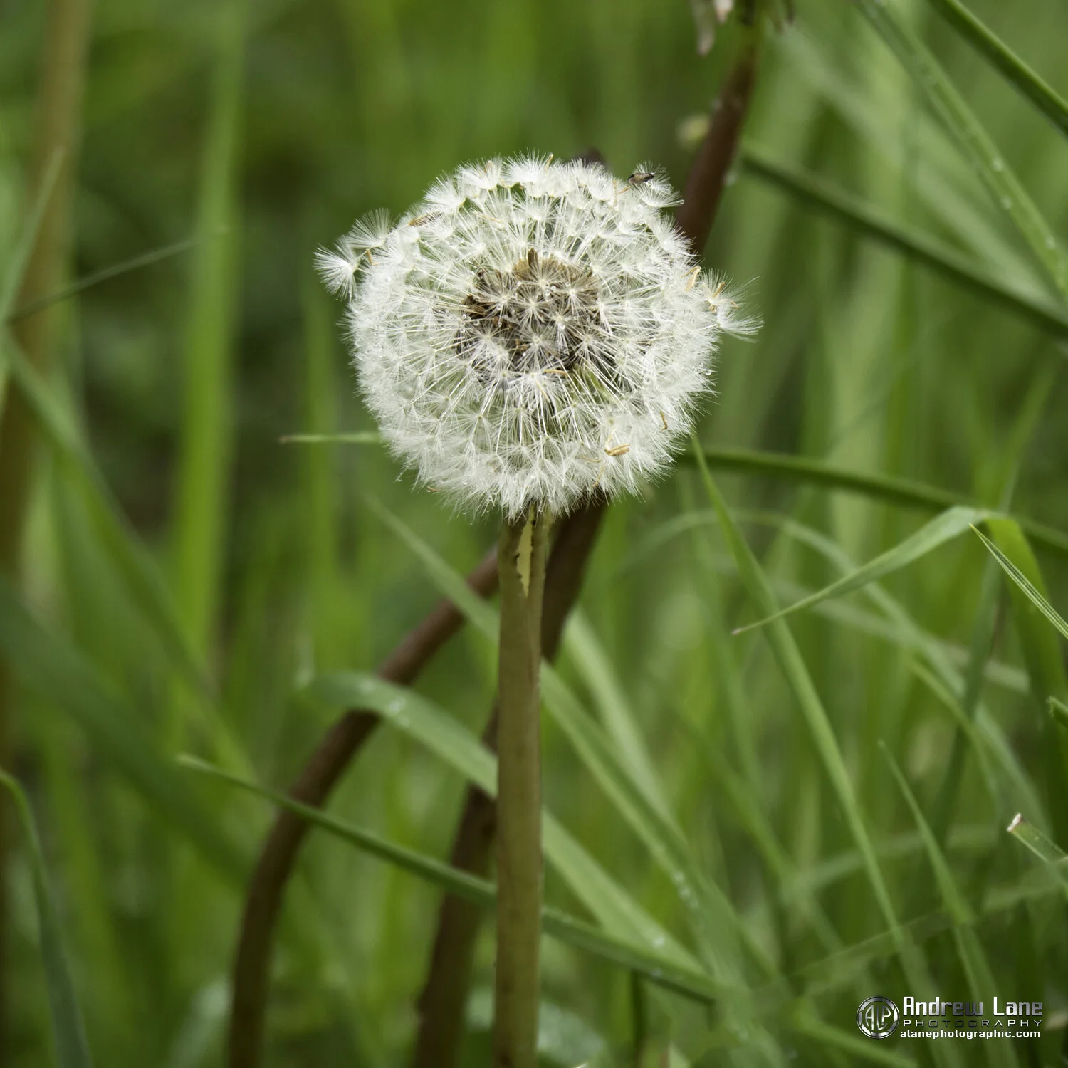 P6060045-Edit copy.jpg