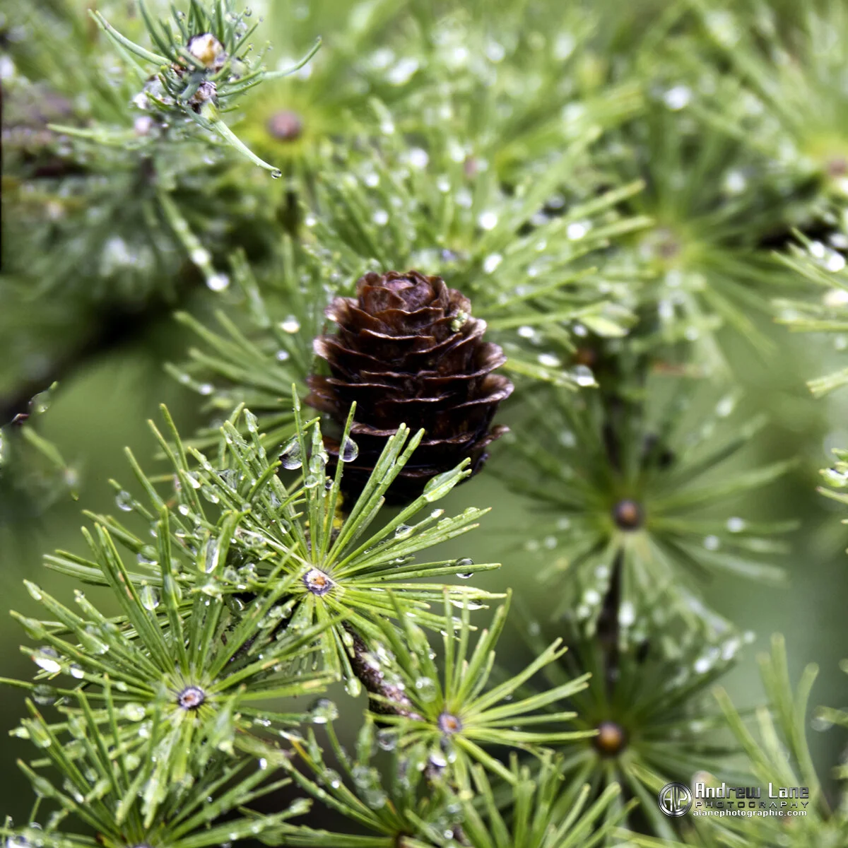 Fern Cone