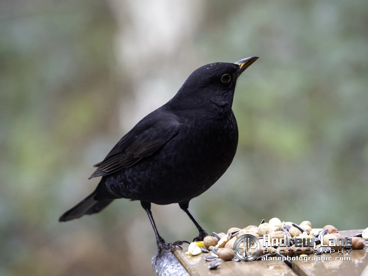 P2050004-Edit copy.jpg