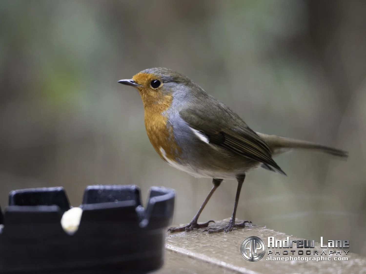 P2050016-Edit copy.jpg