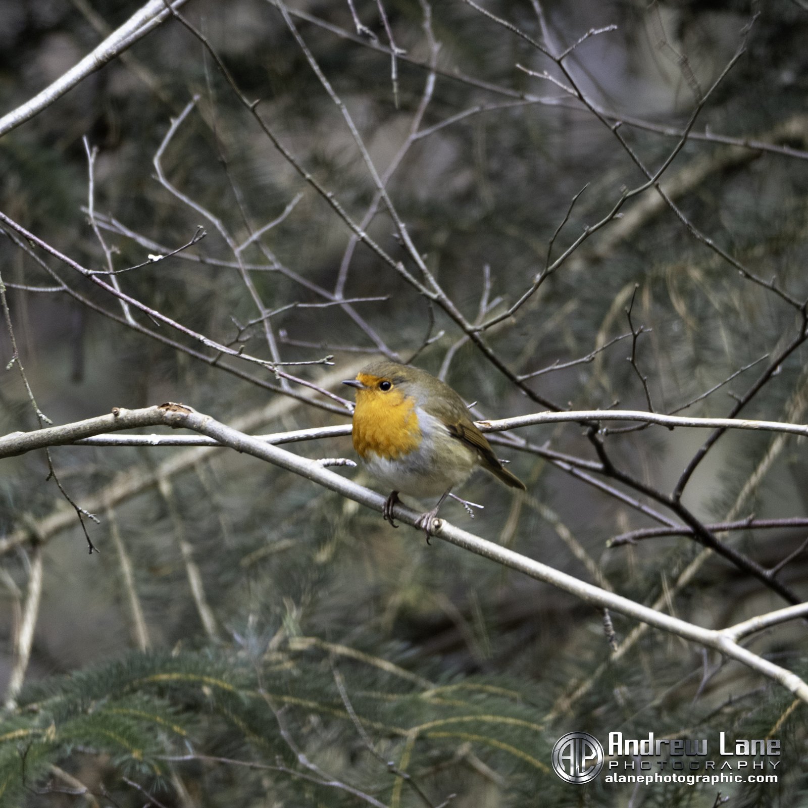 P2050043-Edit copy.jpg