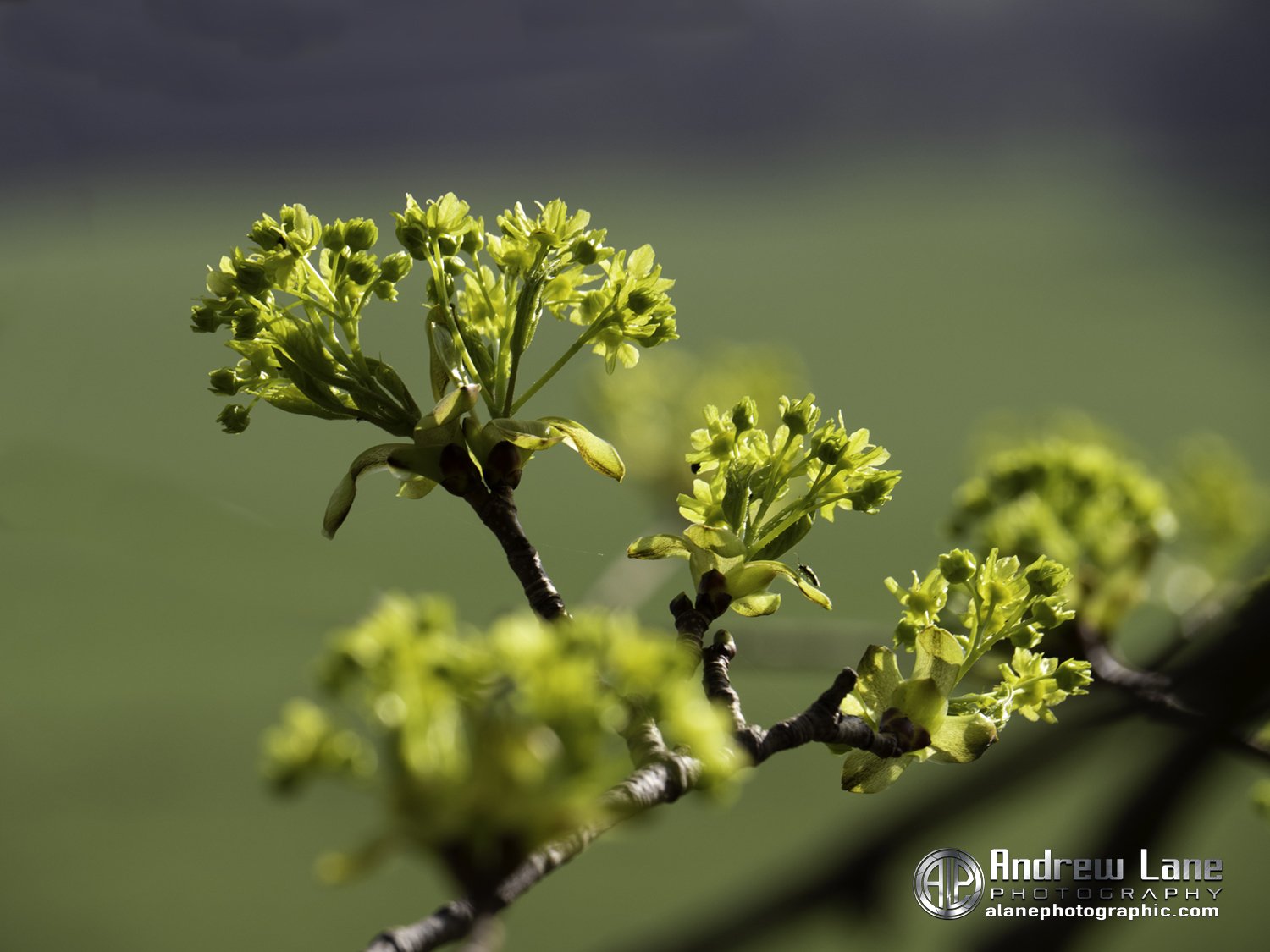 P4150052-Edit copy.jpg