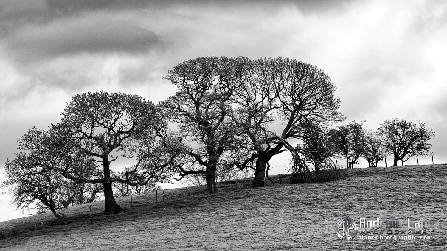 P4180078-Edit bw copy.jpg