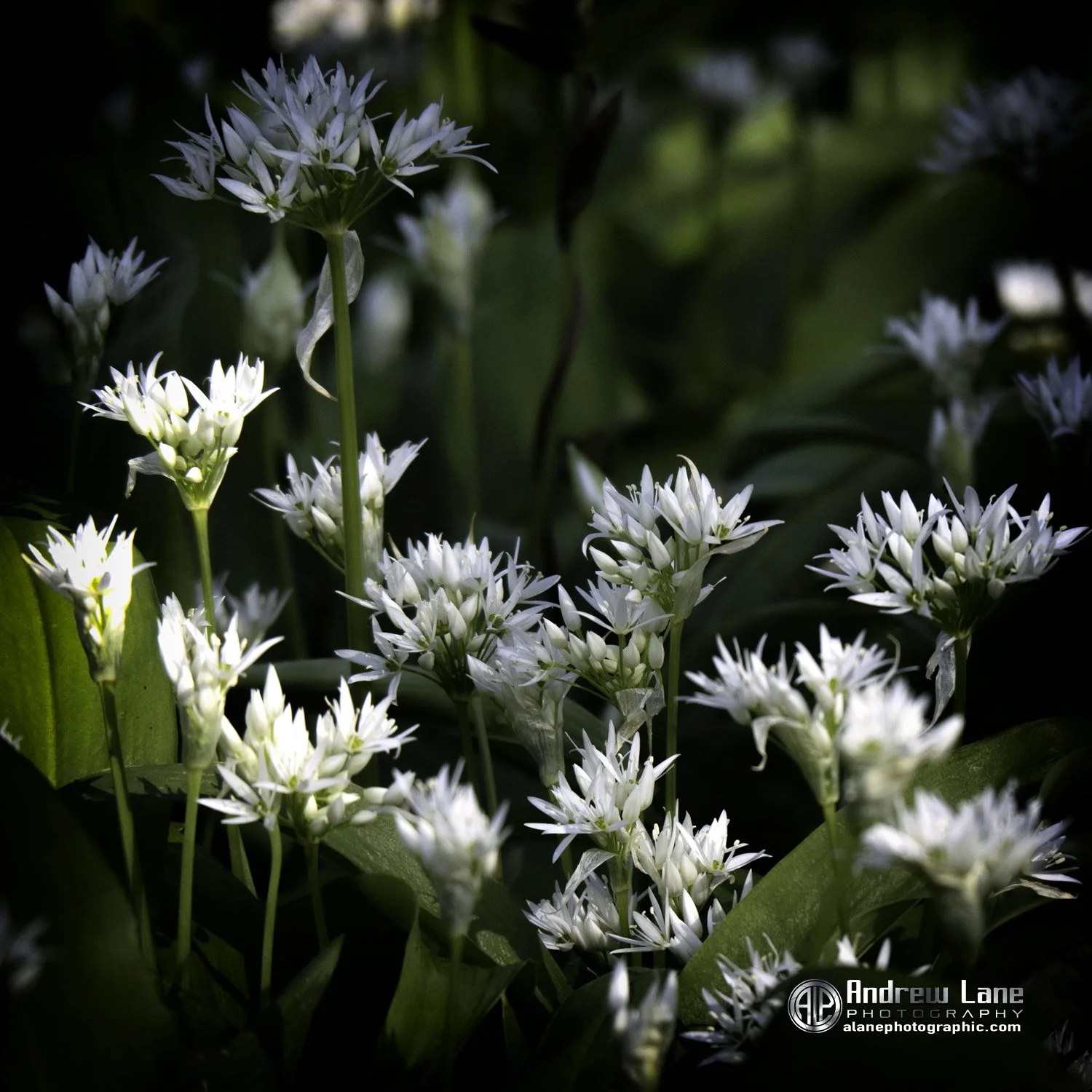 P4290007-Edit copy.jpg