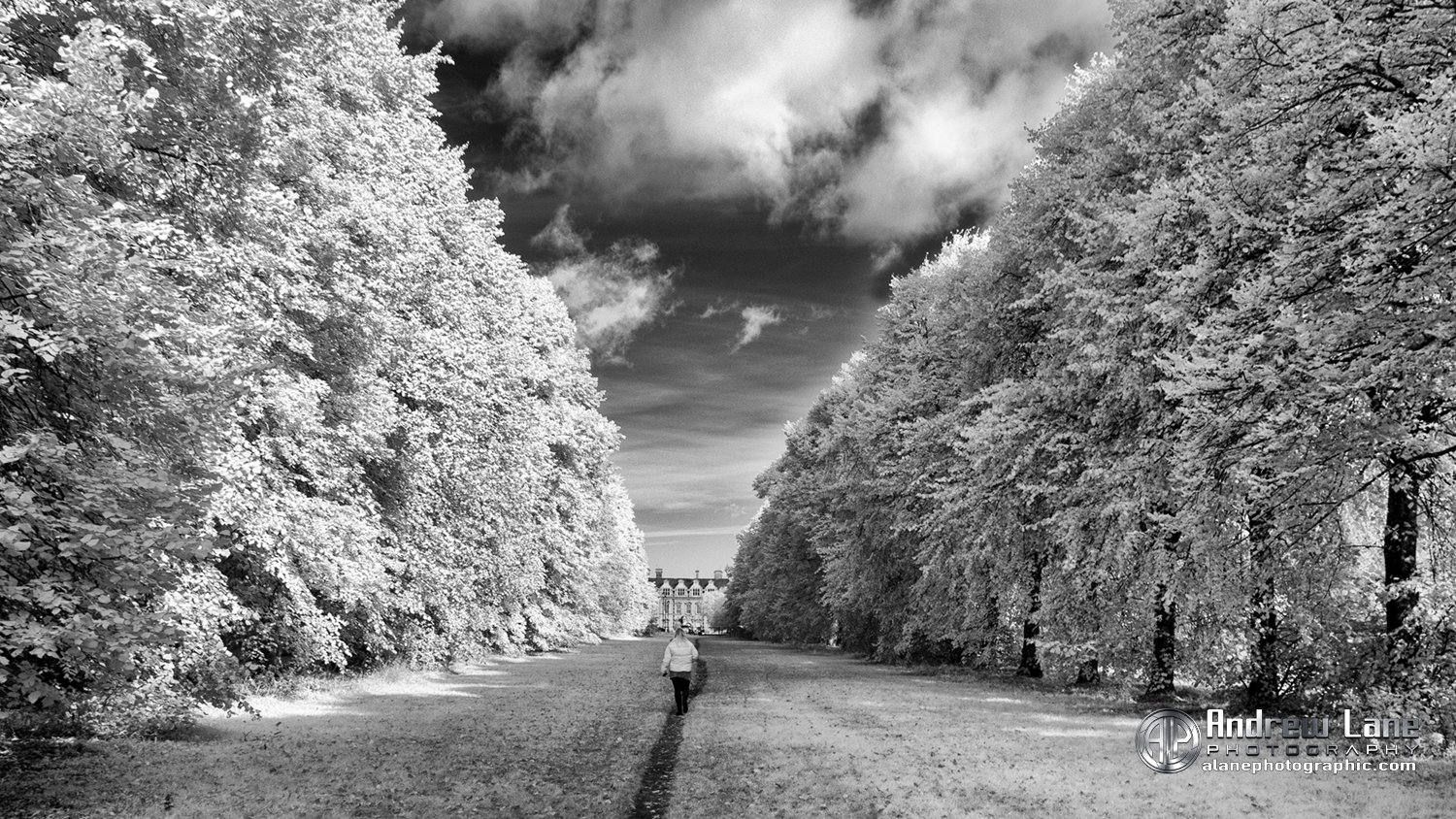 Avenue of trees leading to Acklam Hall