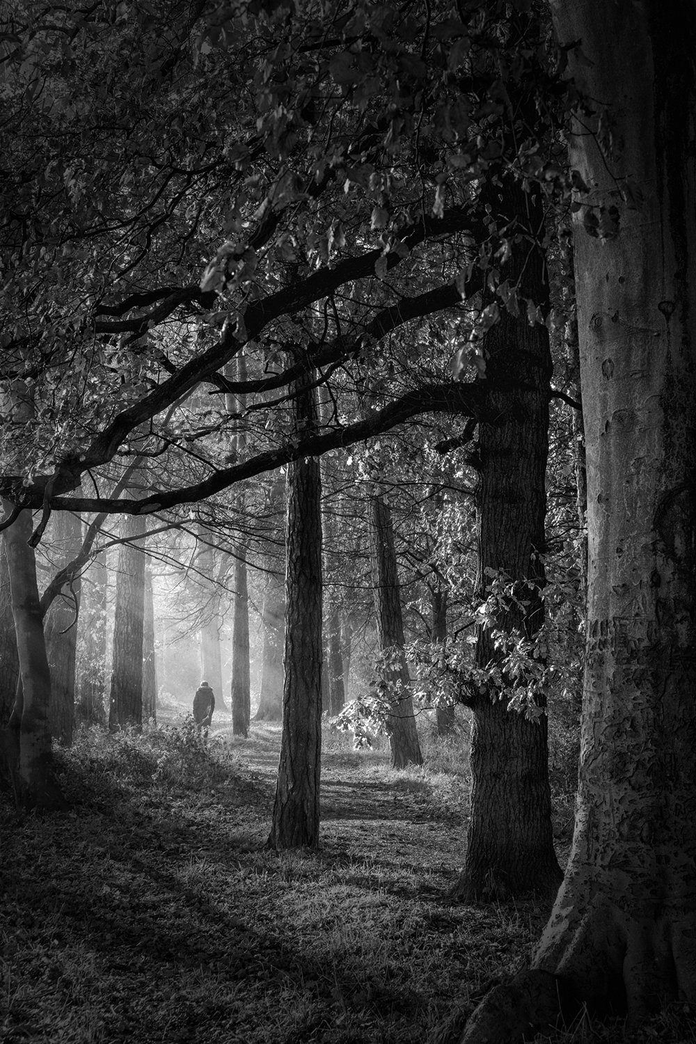  Stranger in the woods - Avenue of Trees Acklam 
