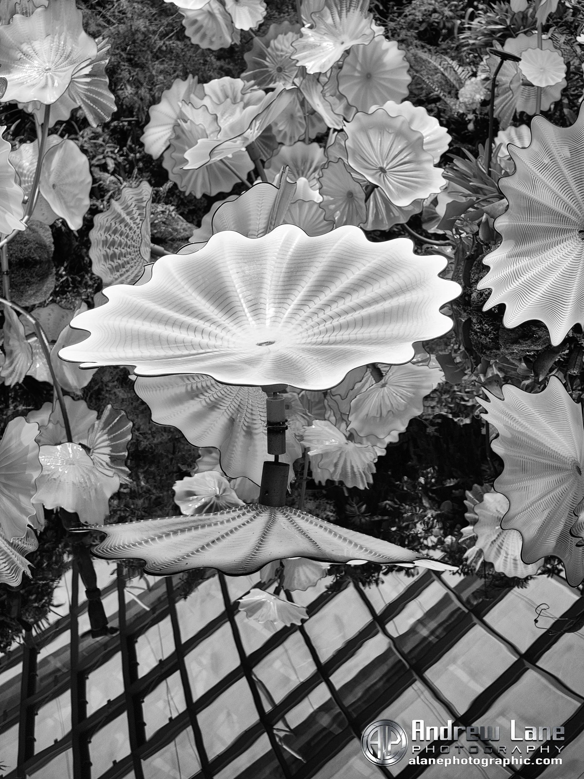 P3271195-Edit copy.jpg