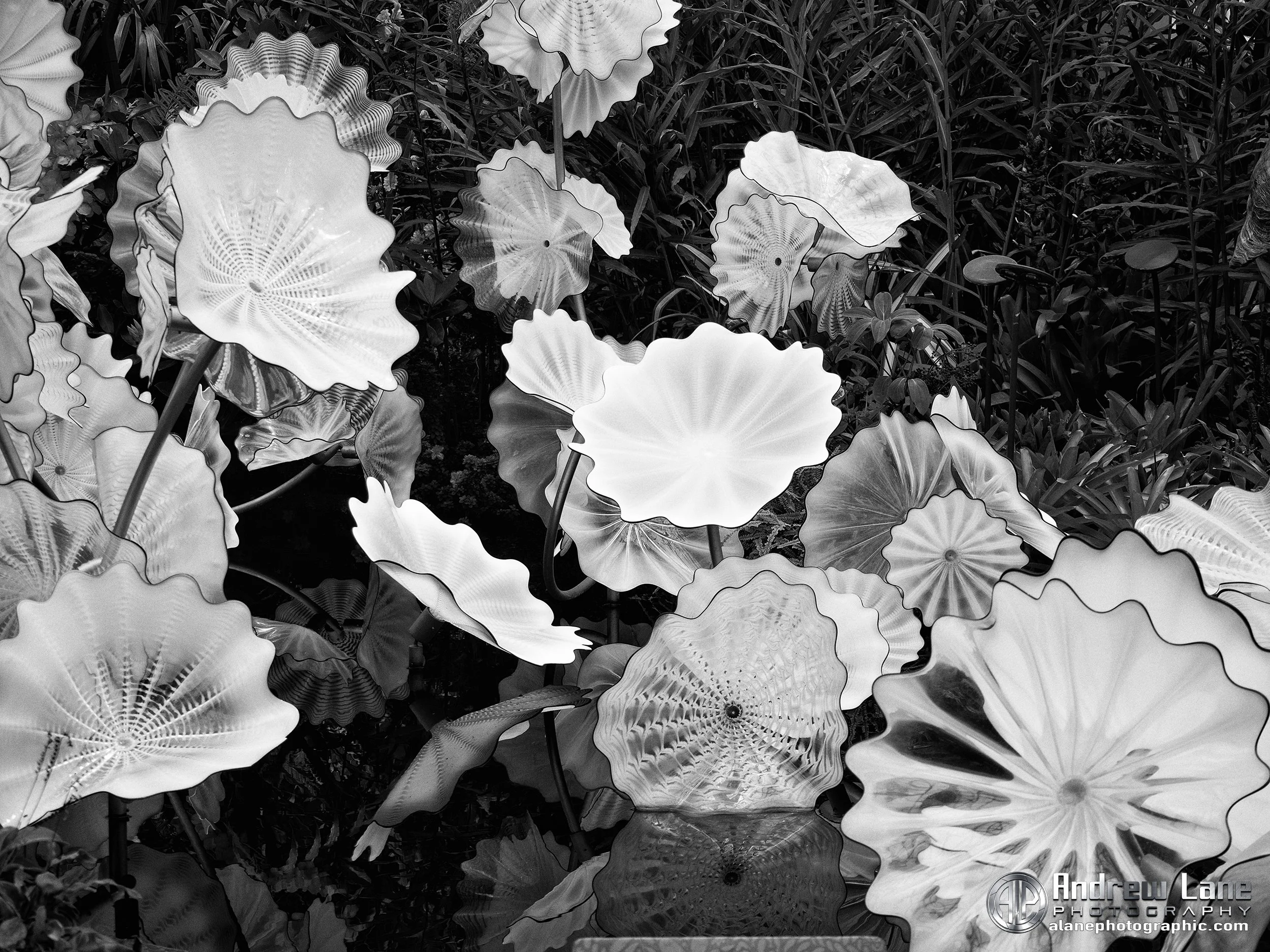 P3271193-Edit copy.jpg