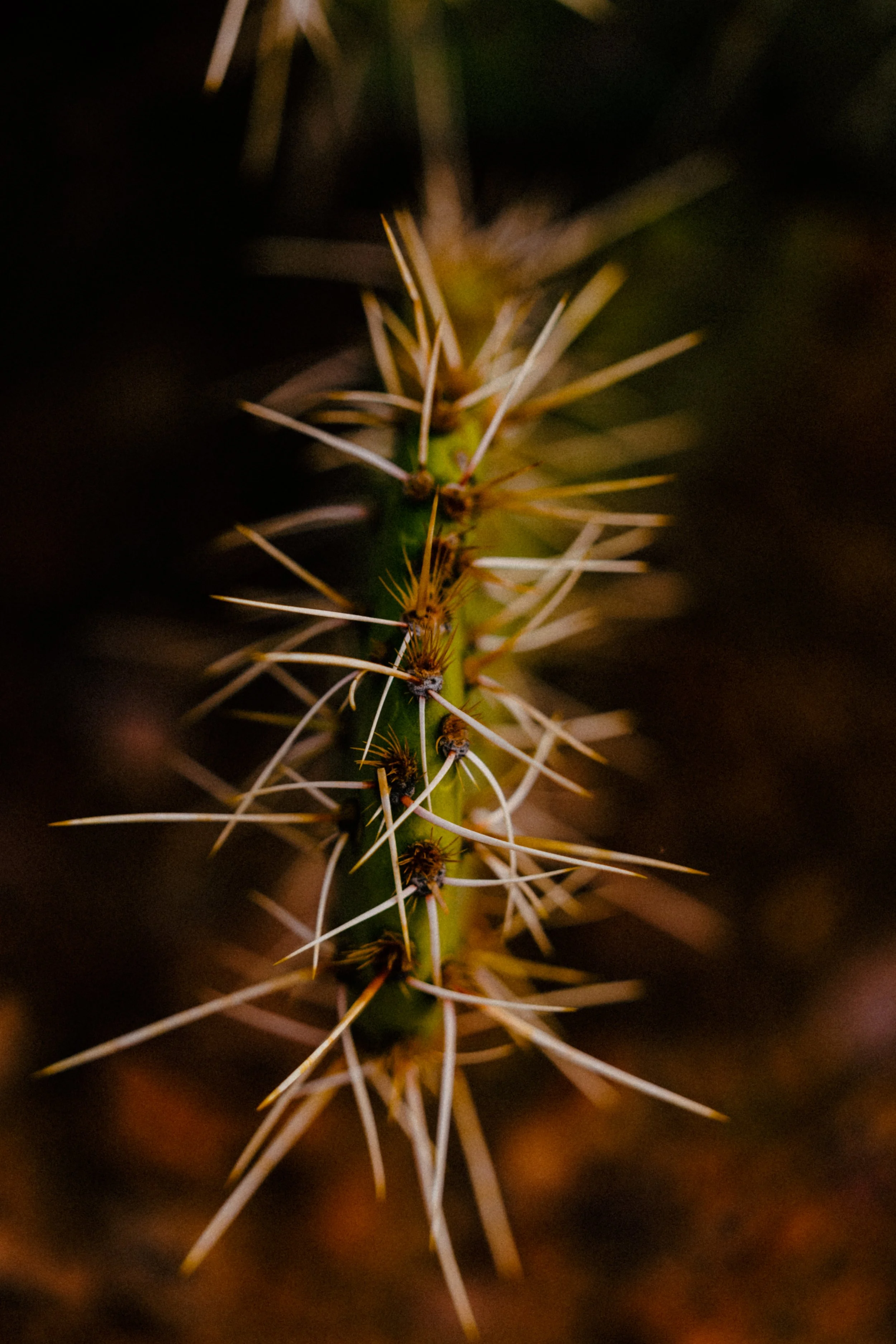 DSC05186.jpg
