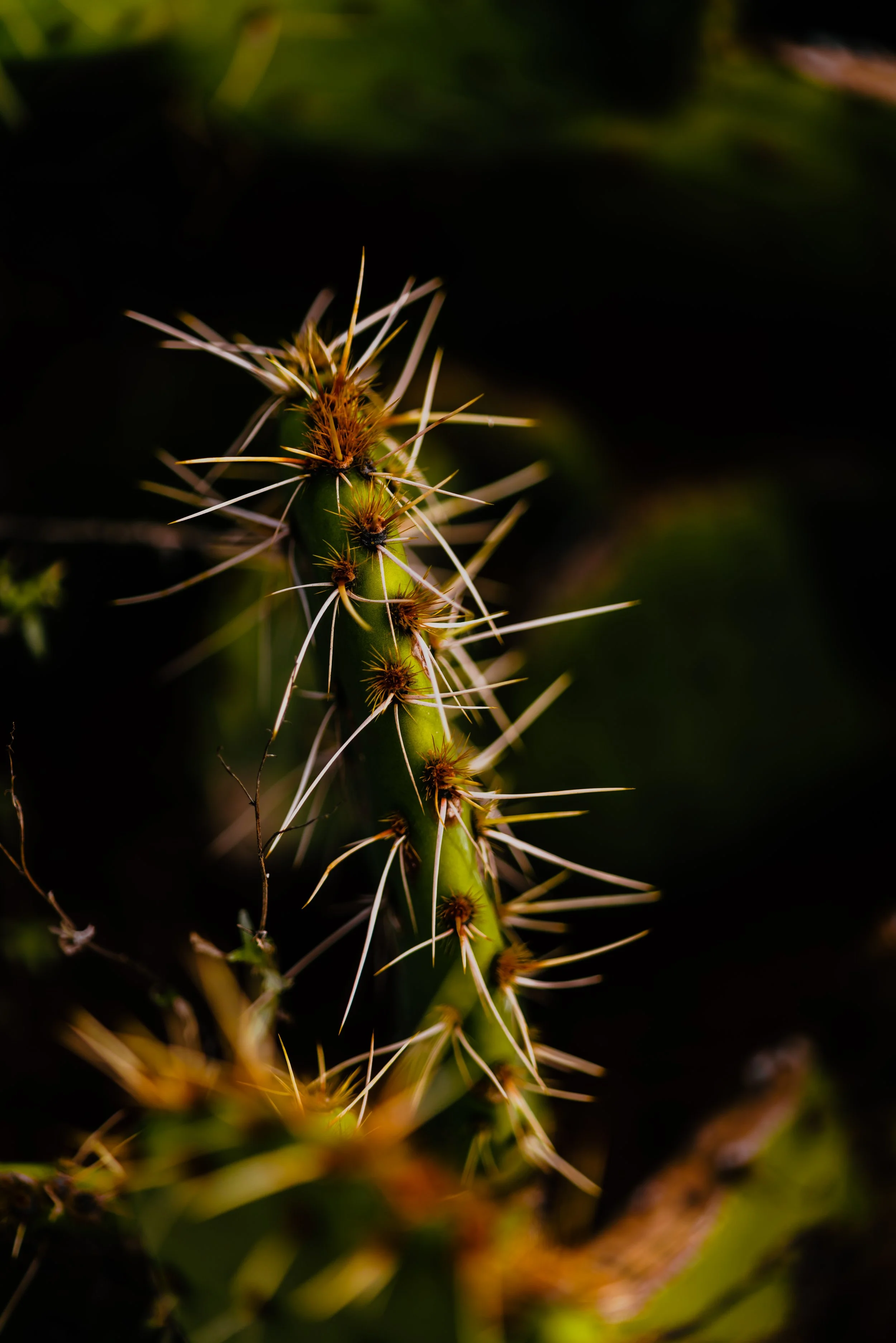 DSC05188-2.jpg
