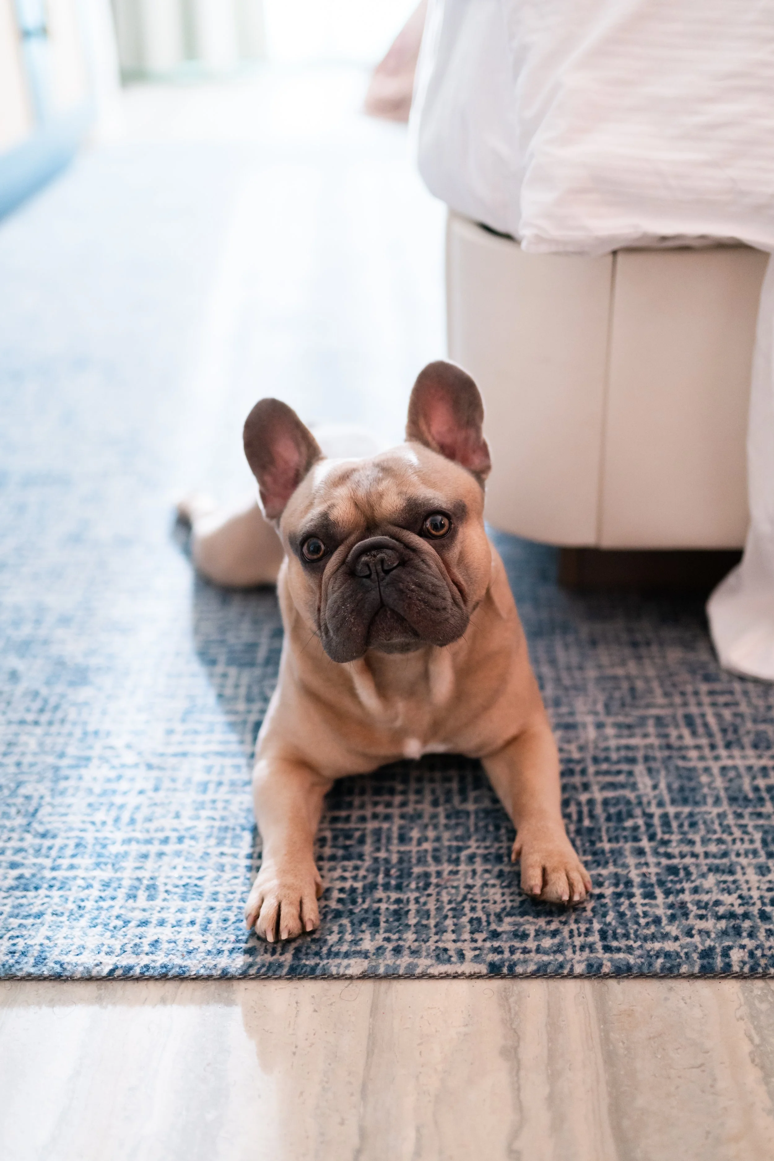 A tan French Bulldog with a black nose and expressive face sitting on a blue patterned rug in a cozy home setting.