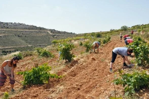 VOLUNTARIOS QUE PLANTAN ÁRBOLES DE OLIVO EN LA GRANJA FAMILIAR NASSAR. FOTO CREDITO: FRIENDS OF TENT OF NATIONS/AMIGOS DE LA TIENDA DE NACIONES