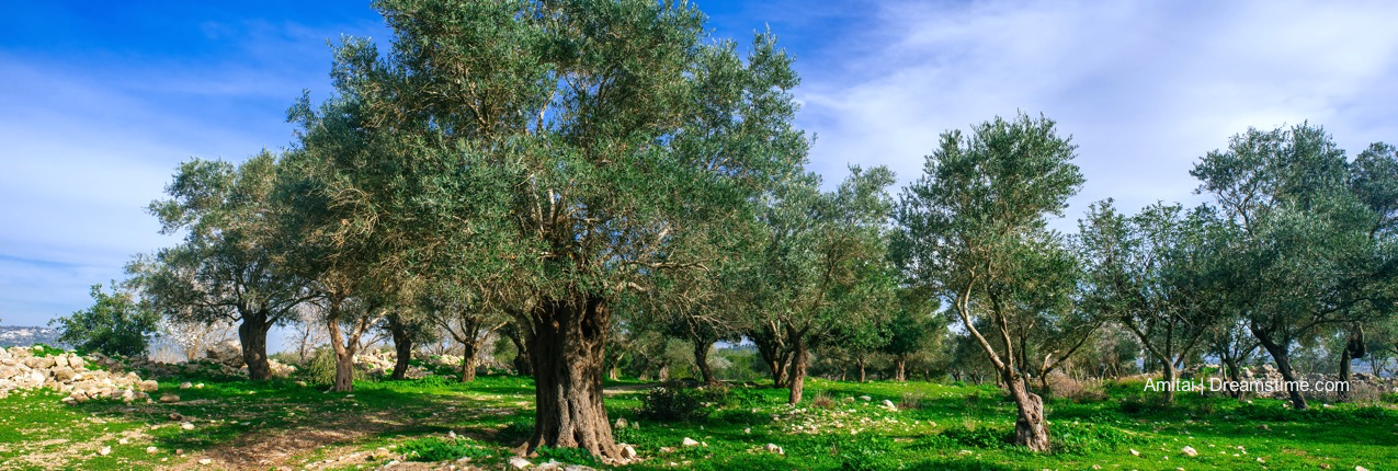 CZorg Olive Trees dreamstime.png