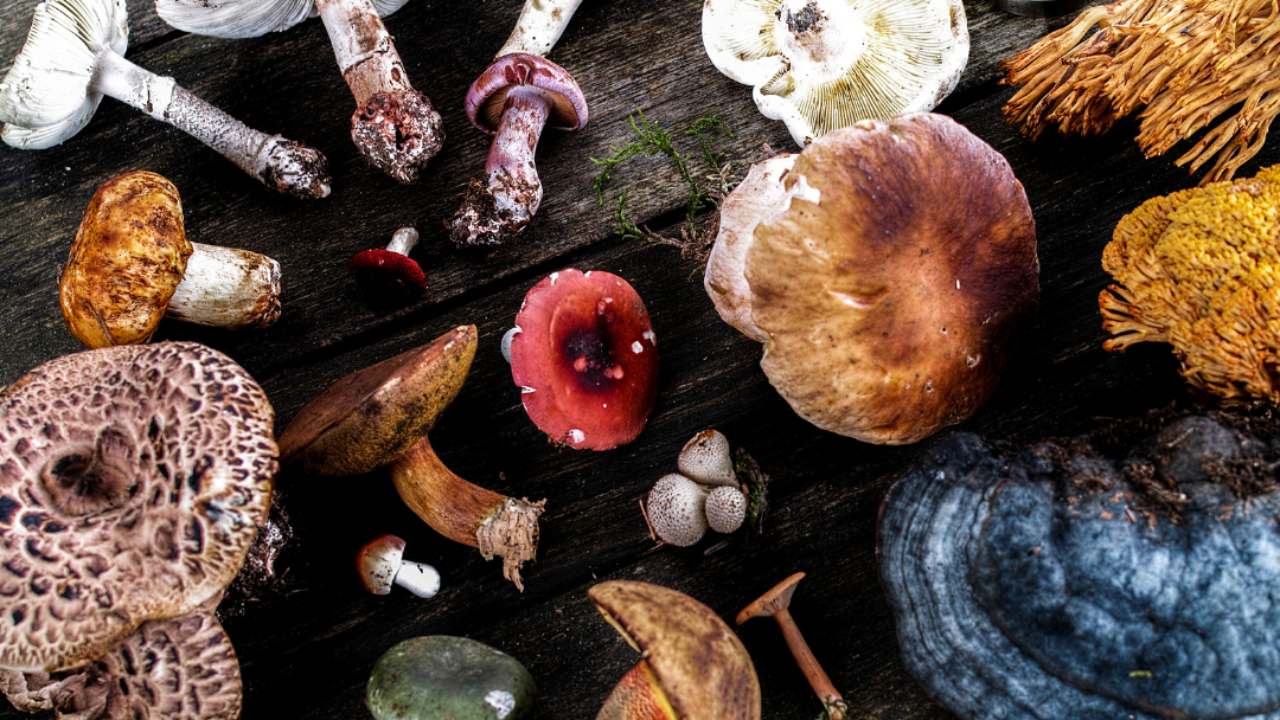 Springing Up: New England Fungi Dinner with Lawrence Millman