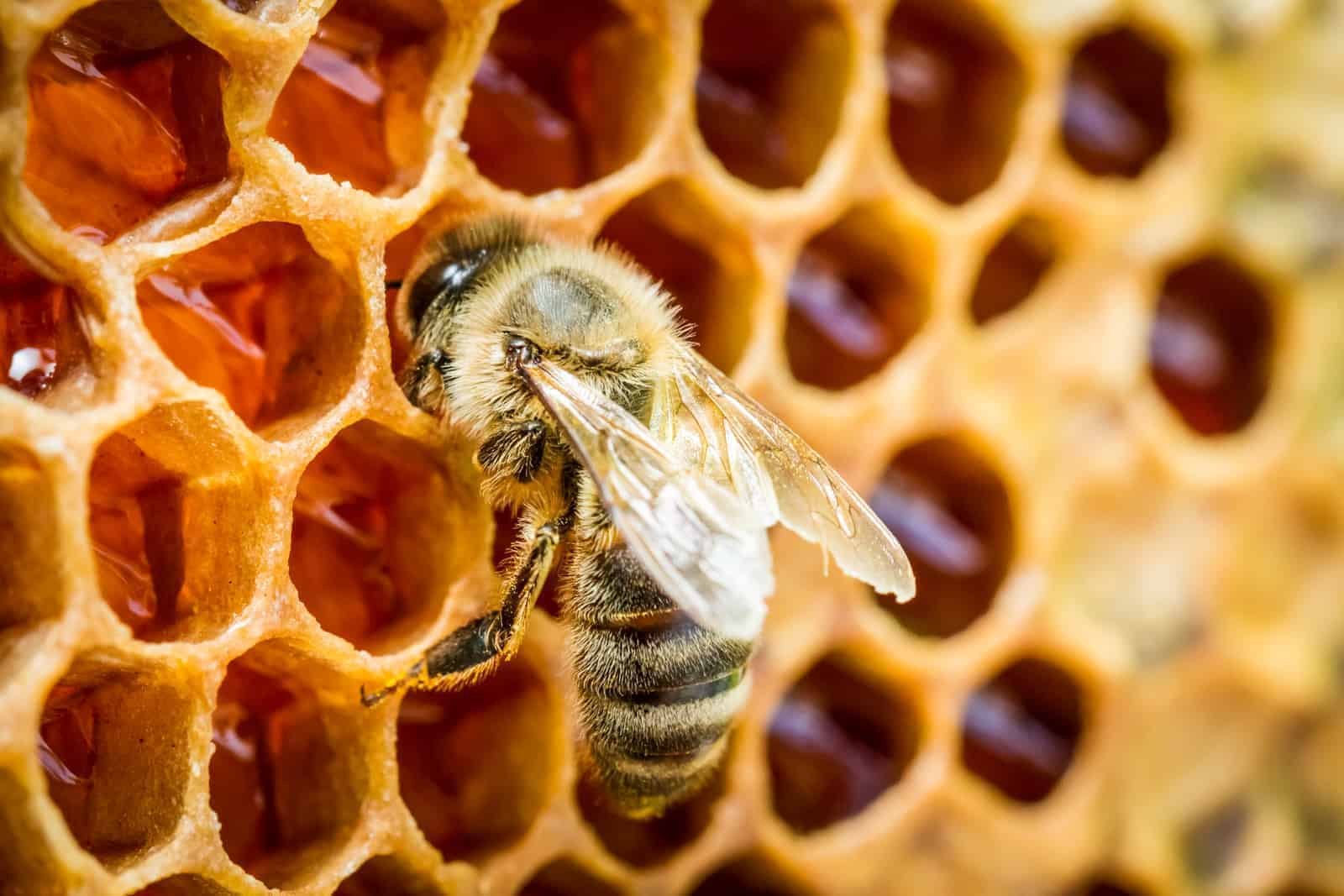 Lecture Series: Dinner with Master Beekeeper Kathy Balestrier