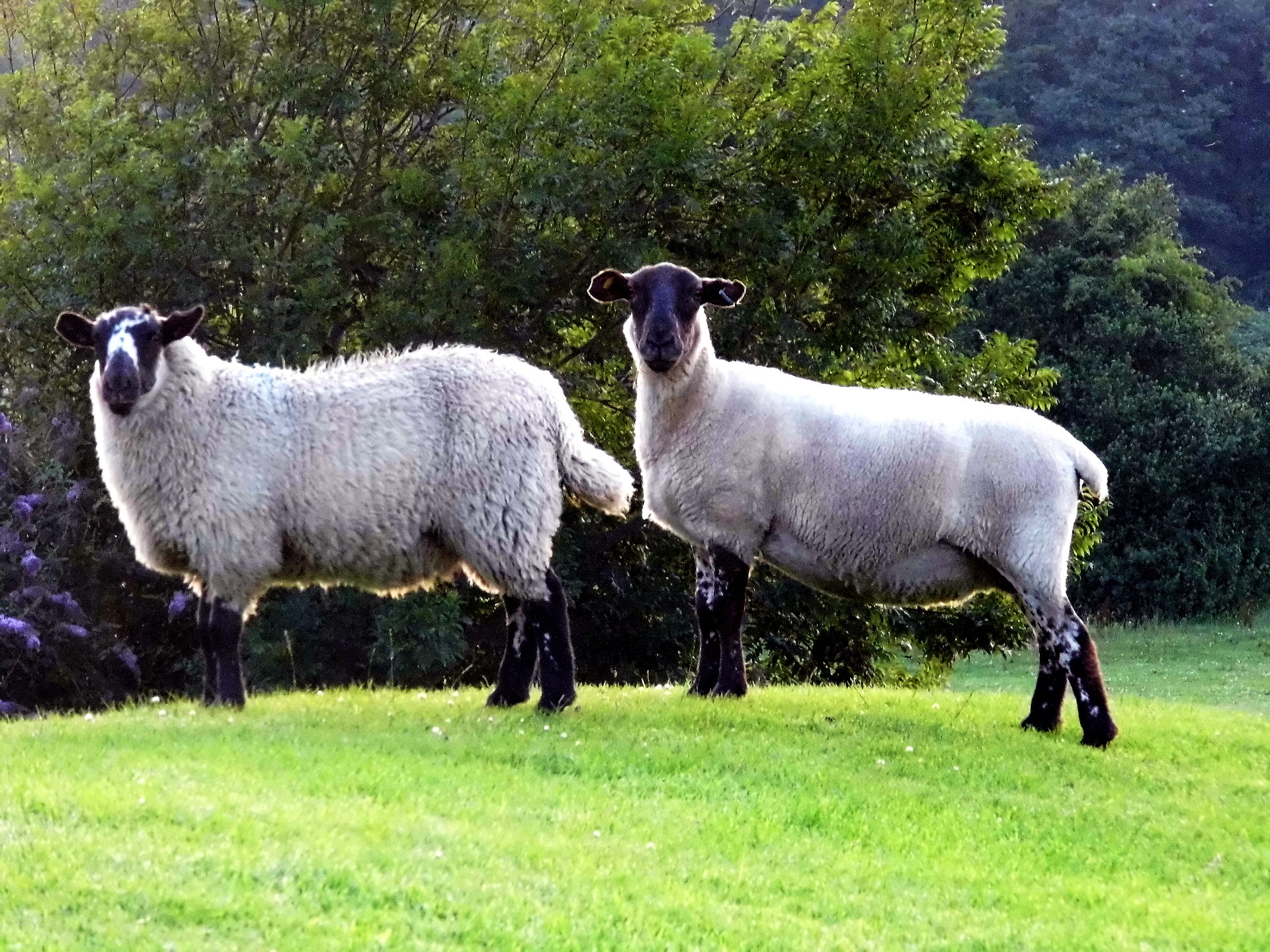 sheep-928733_1920.jpg