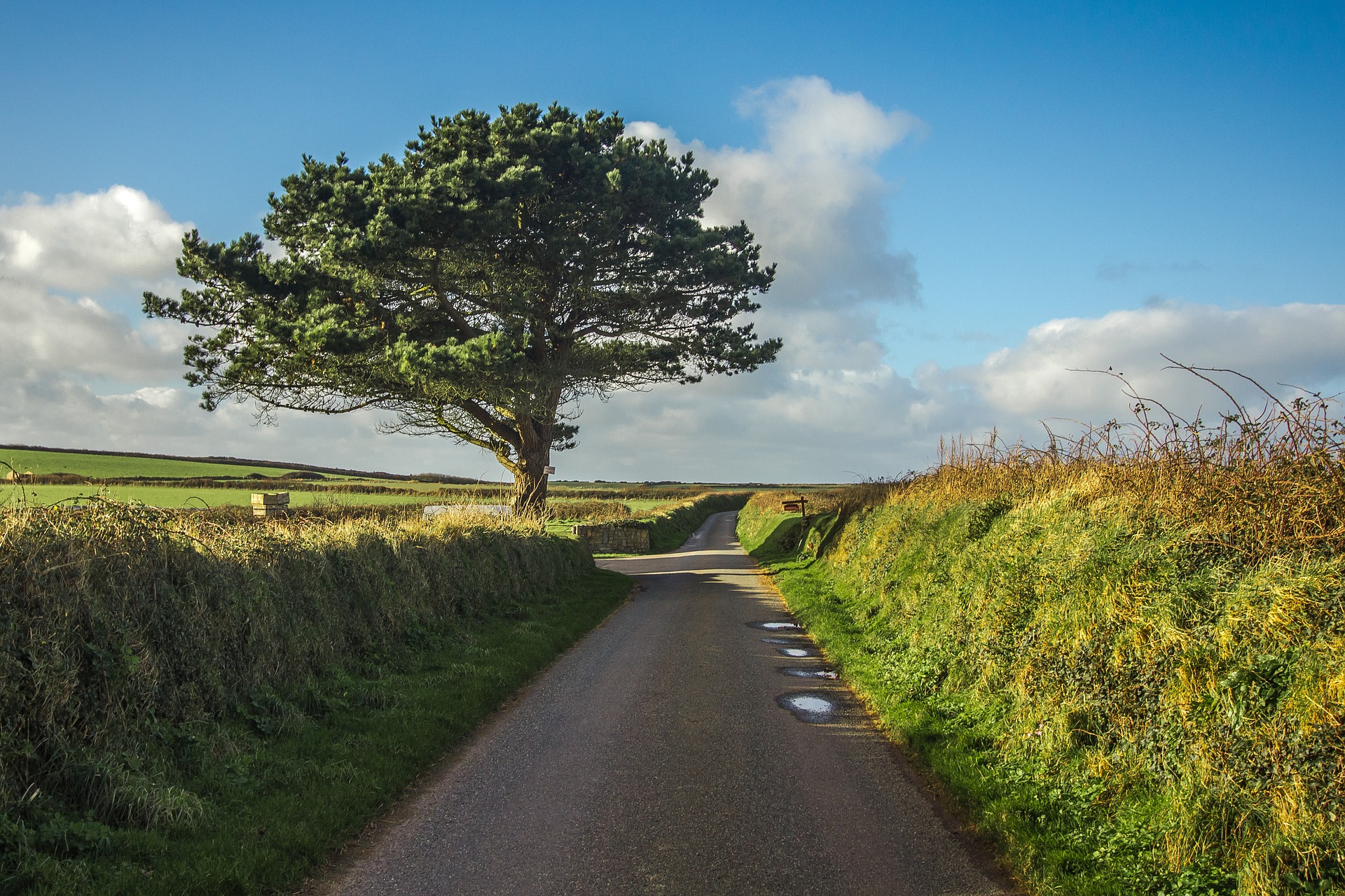 tree-1959552_1920.jpg