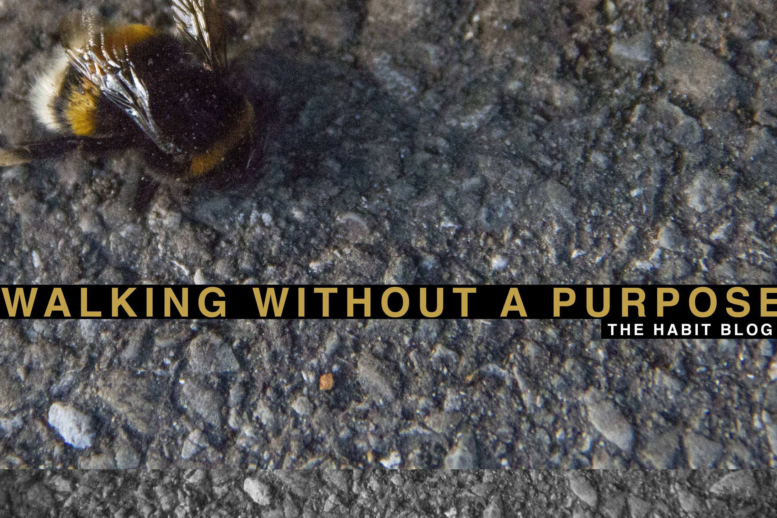 Bee.jpg