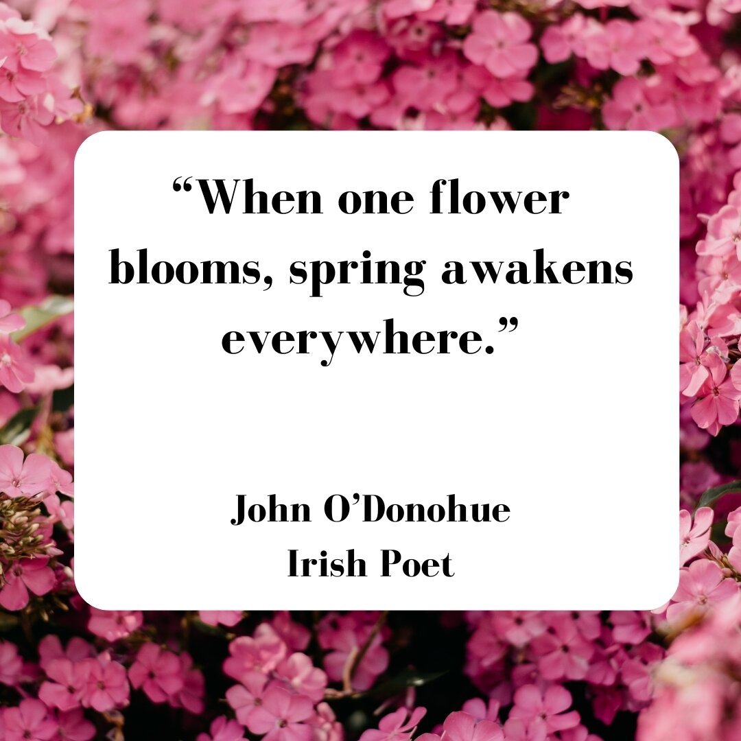 #spring
 
&quot;When one flower blooms, spring awakens everywhere.&quot; - John O'Donohue, Irish Poet 

🌹🪻🌸🌺🌷🌻🌼💐🥀🪷

Spring symbolizes renewal &amp; fresh beginnings.  Just as nature sheds its old layers &amp; blooms anew, we feel motivated 