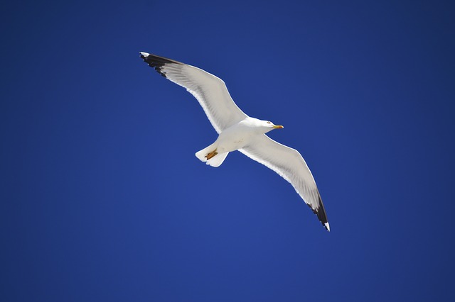 seagull-1983674_640.jpg
