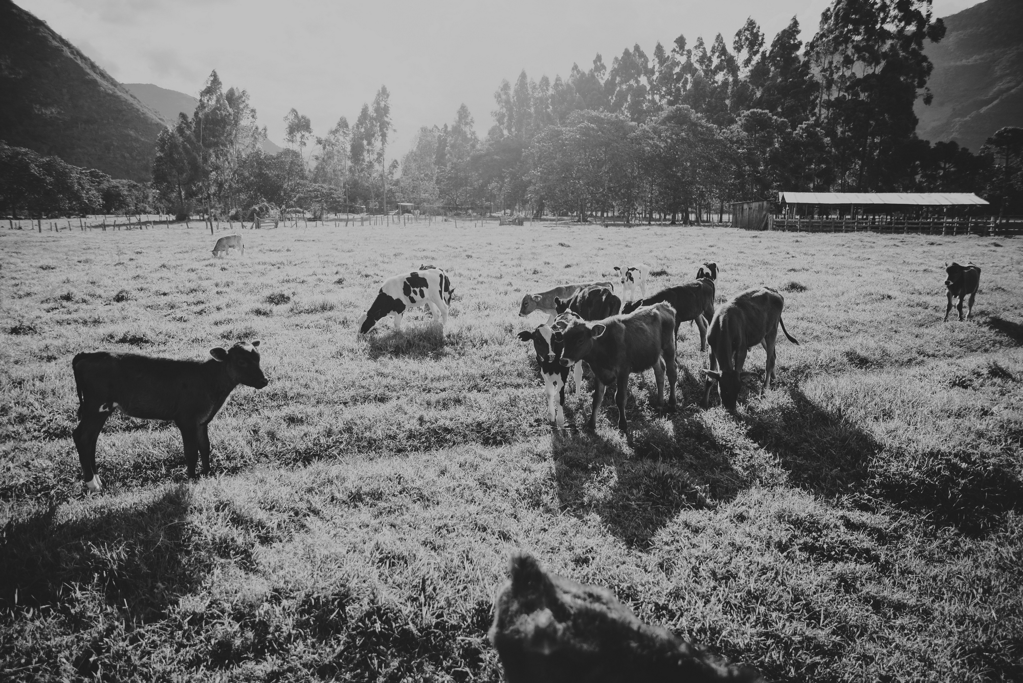 vacas del rancho donde se celebra la boda
