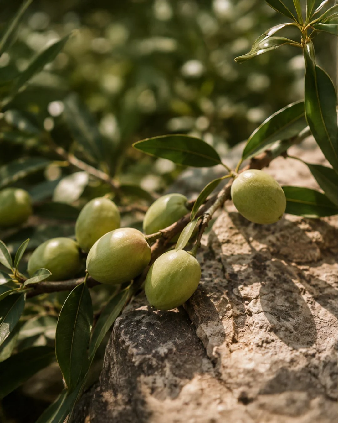 Kakadu Plum native Australian fruit alongside V&M SPA Balancing Shampoo — antioxidant botanical for scalp and hair care Australia