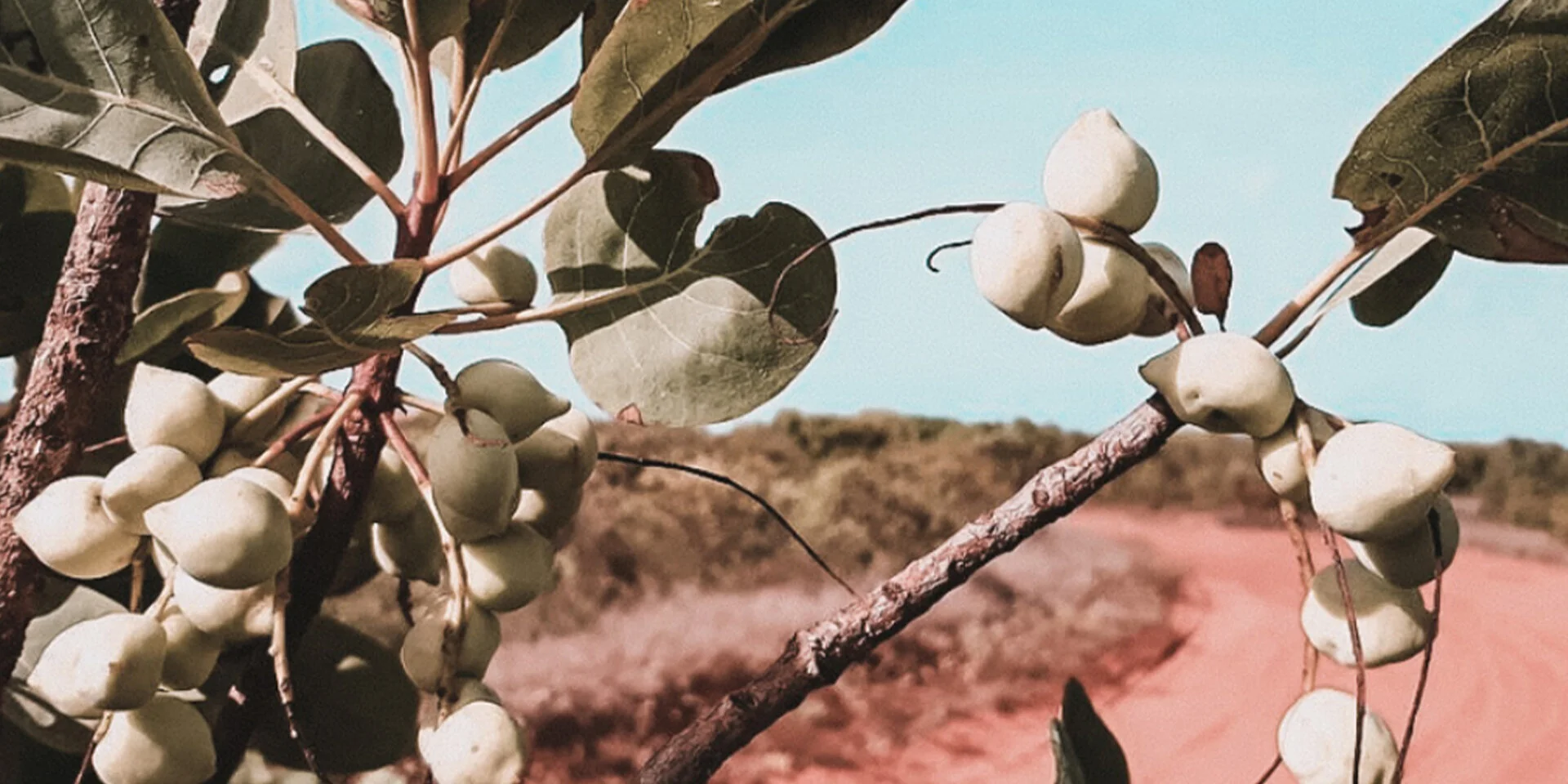 Kakadu Plum The Many Benefits