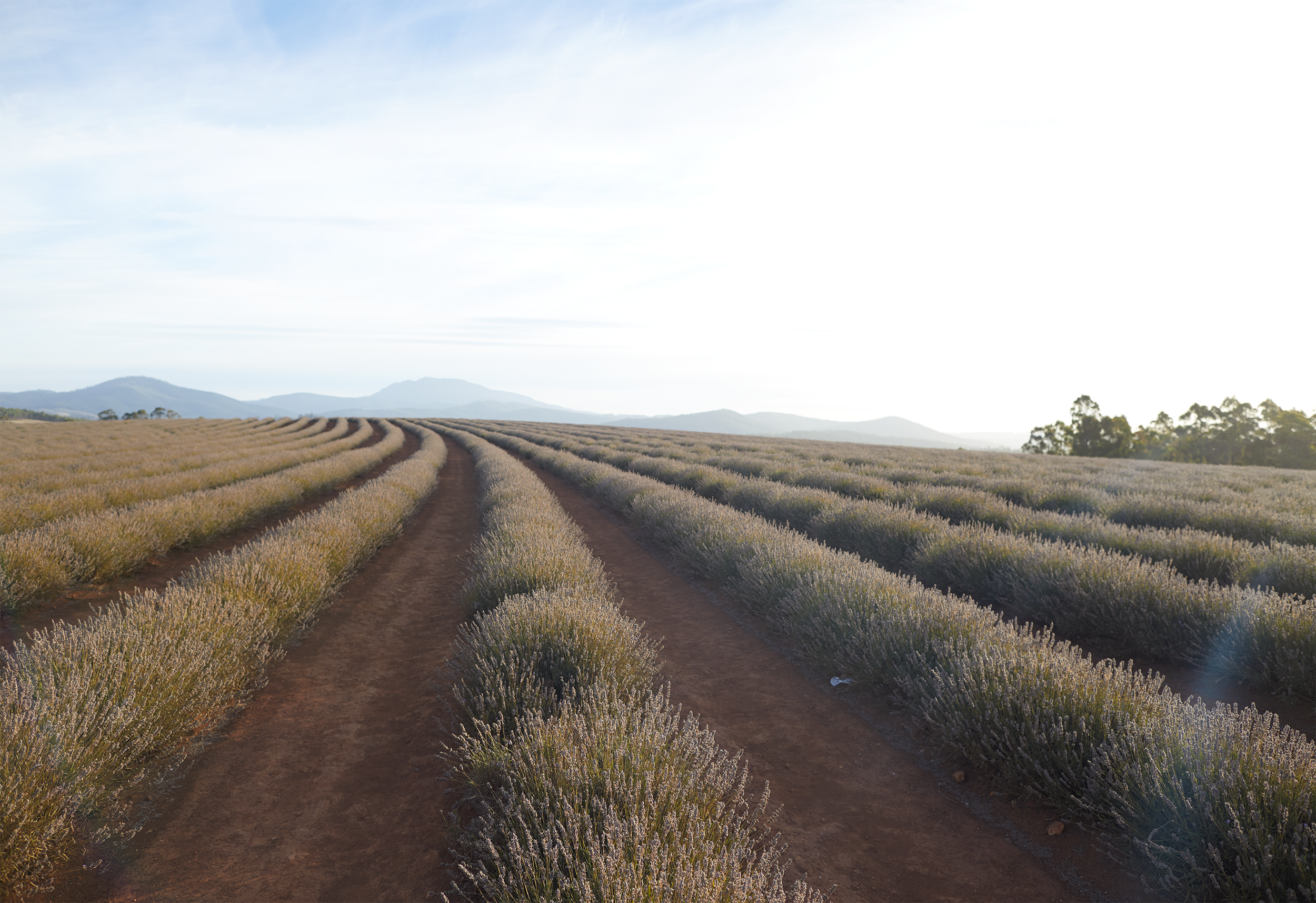 The Most Picturesque Lavender Fields of Tasmania