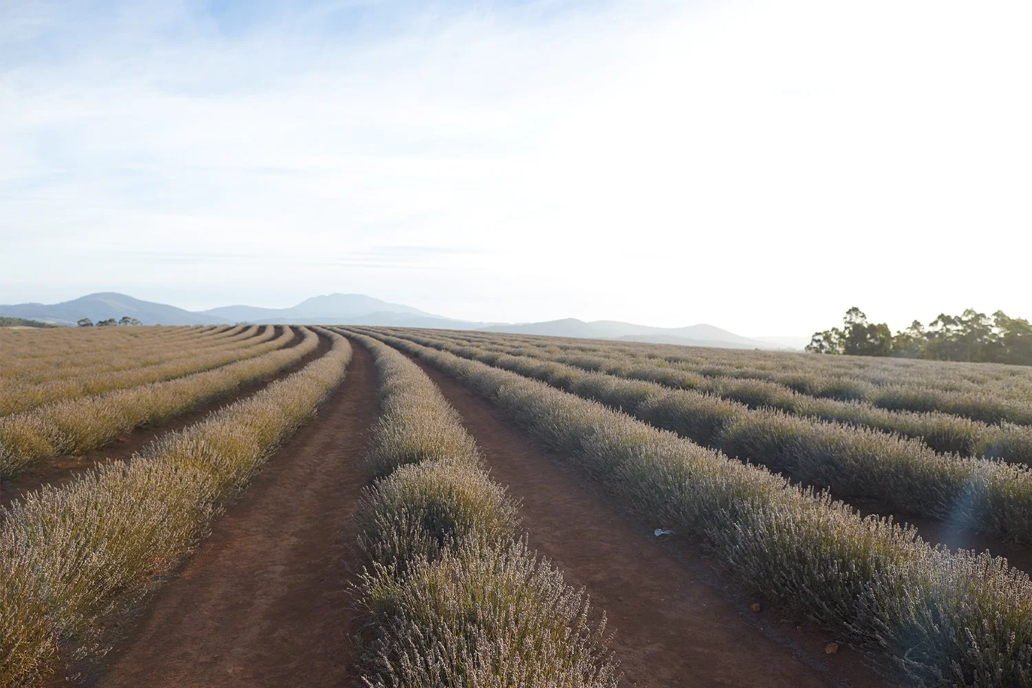 Lavender fields at Bridestowe Estate in Tasmania with a red earth path winding through, source of V&M SPA’s Kunzea and Lavender.