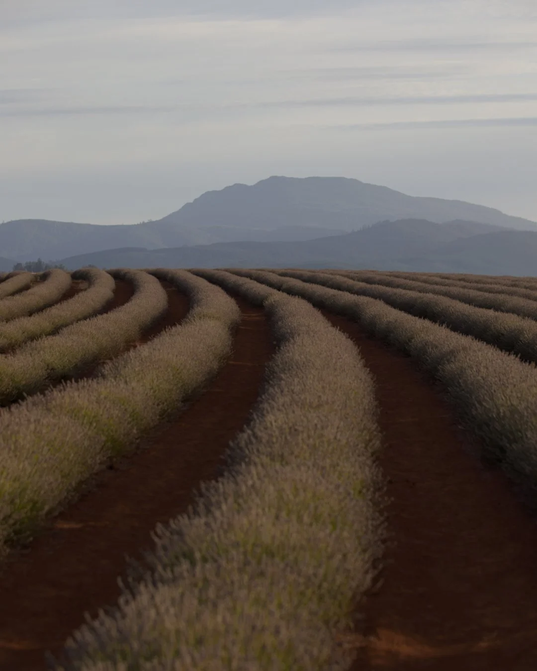 Tasmanian Bridestowe Estate lavender fields — sourced for V&M SPA Lavender Bath Milk and Balancing Shampoo formulations