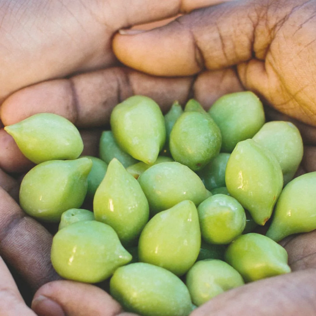 Close-up of Kakadu Plum harvested in Western Australia by the Bardi People.