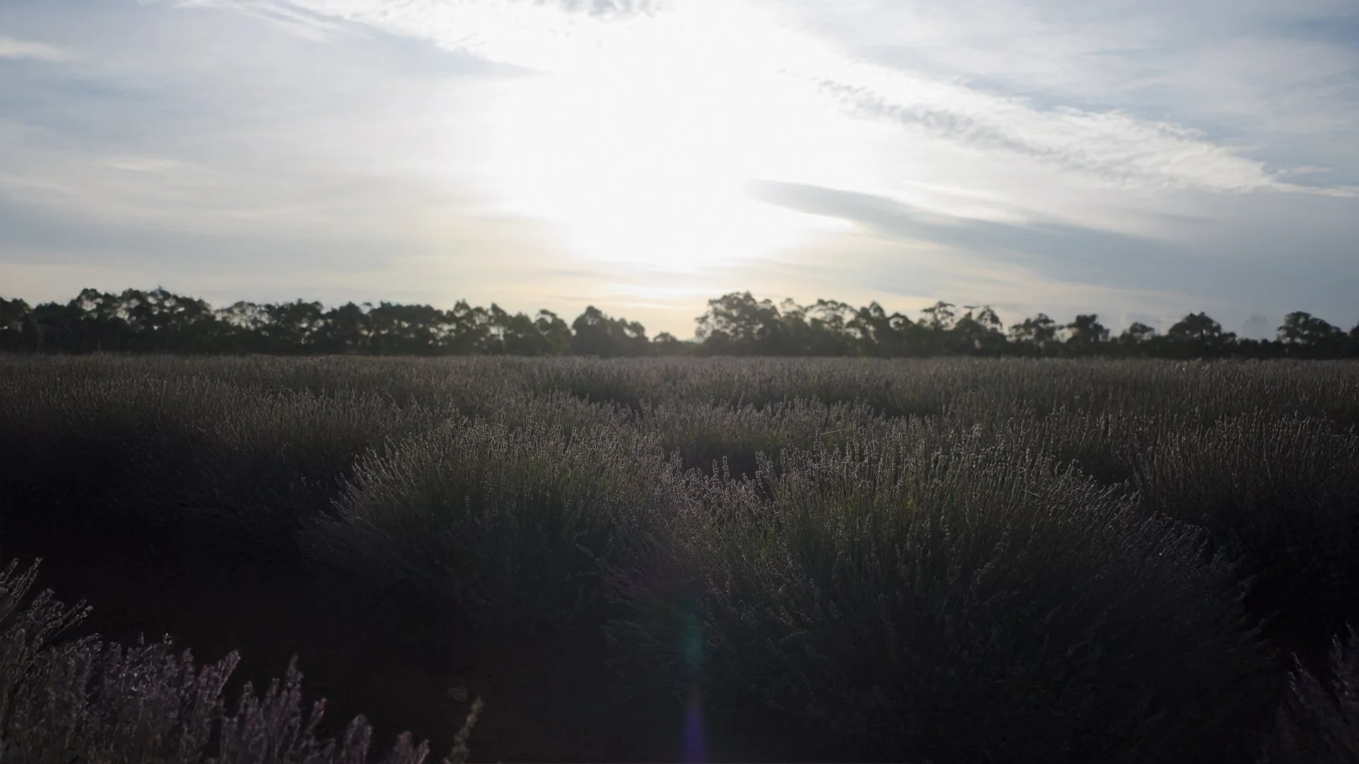 Native Australian coastal bushland landscape — the source of V&M SPA's native botanical ingredients for hair and skin care 
