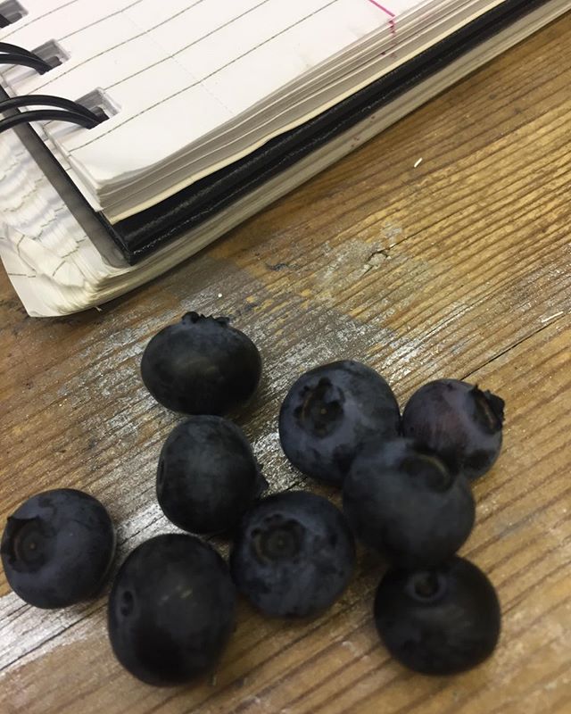 Perks to having the best clients in Brooklyn- fresh picked blueberries from the Callidus Guild Studio yard