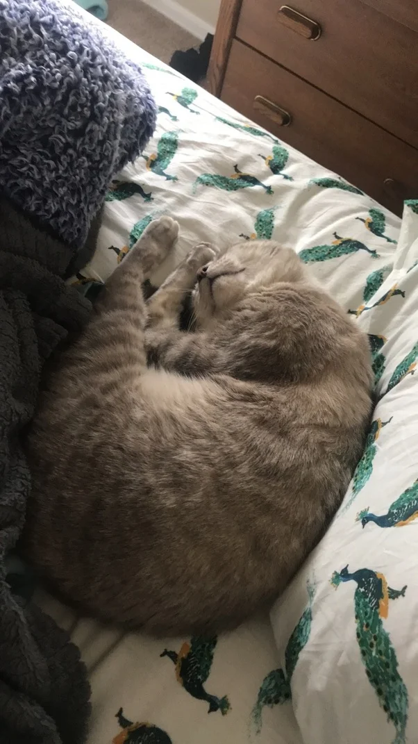 Medium: What Adopting A Cat Taught Me About Dating