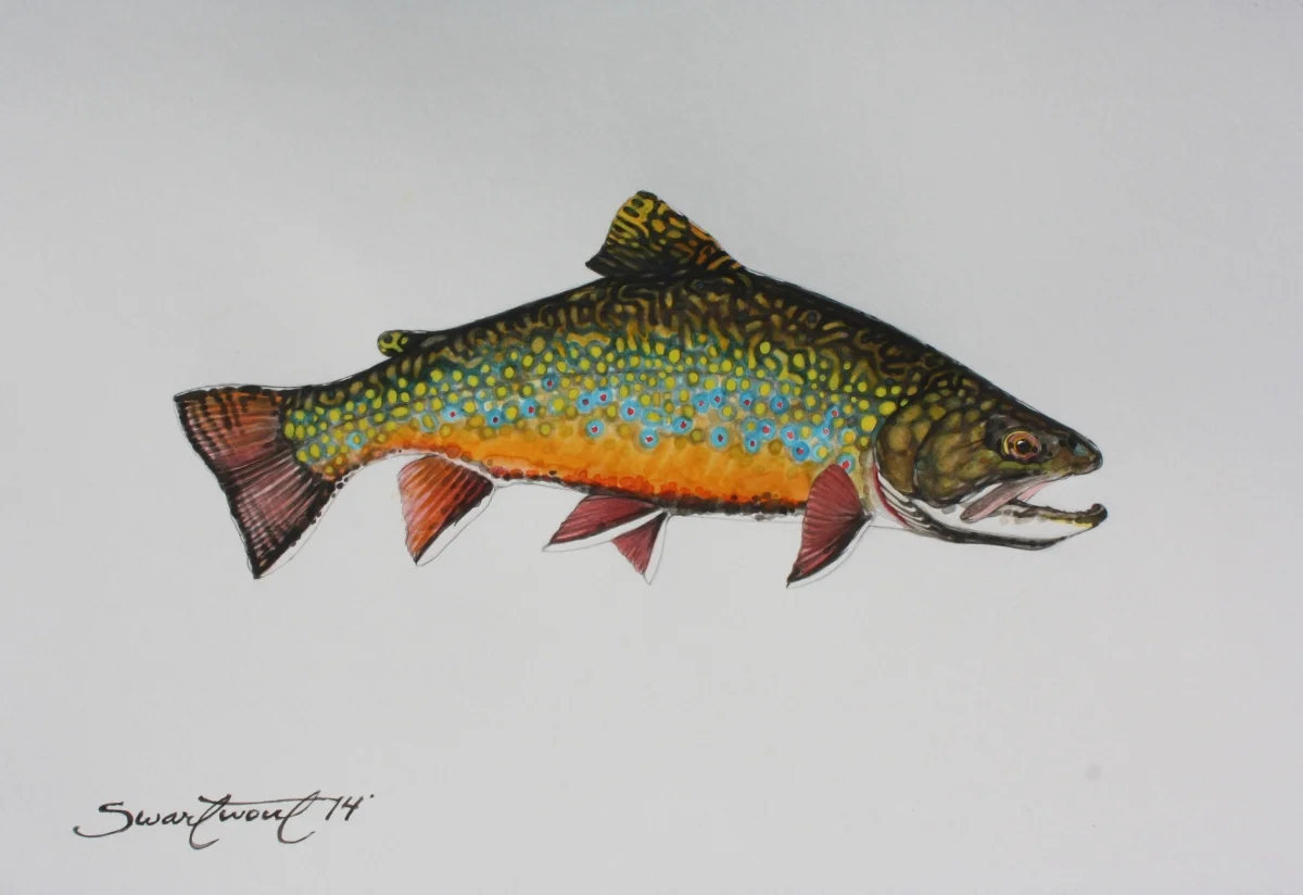 TJ's brooktrout