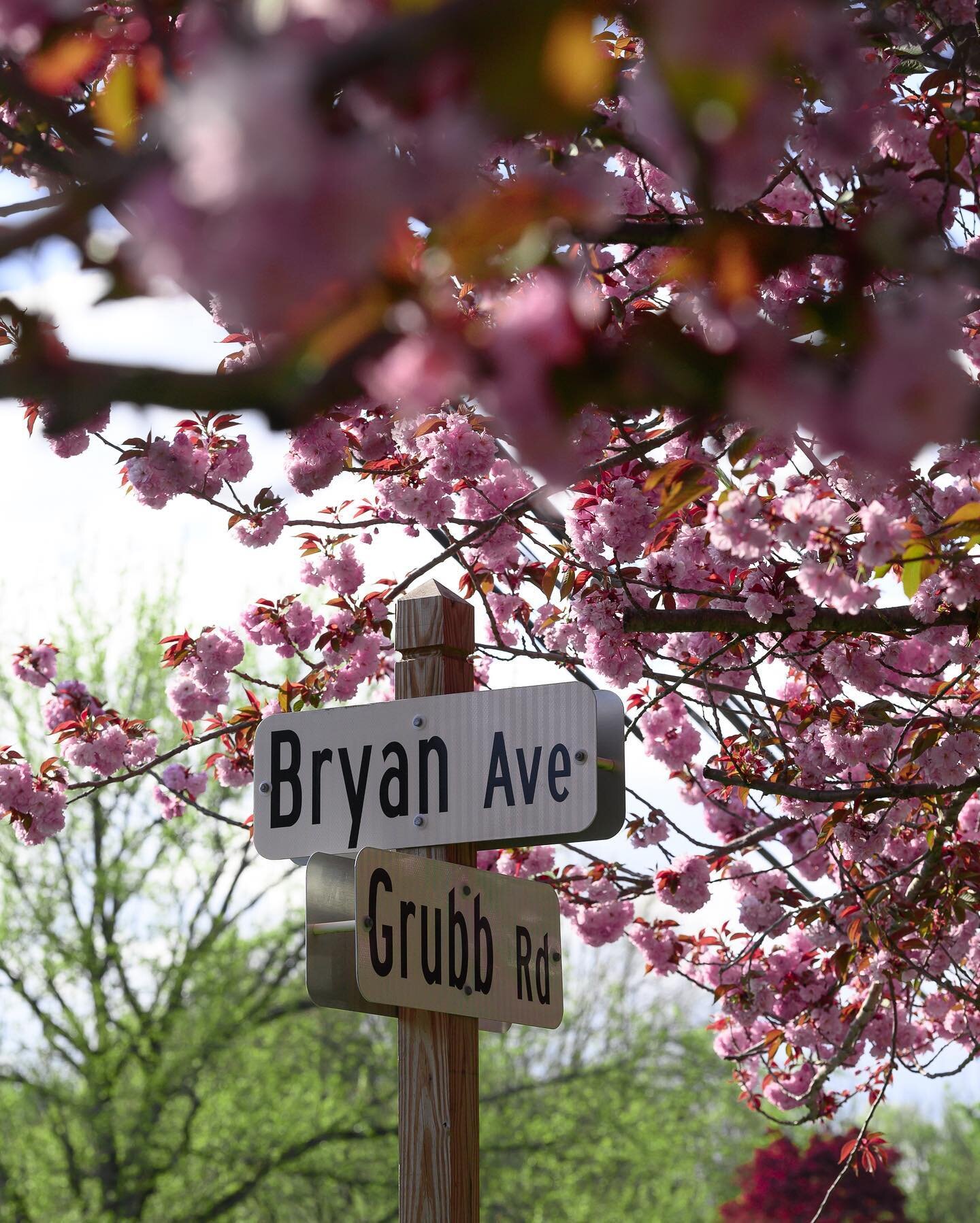 I sneezed 7 times while taking this photo
.
.
#spring #70200mm #fullframe #fullframephotography