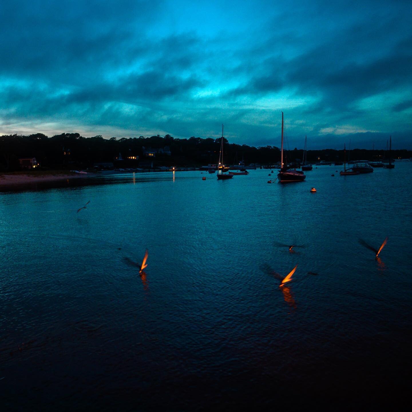 Night flyers.
.
.
.
.
.
#birds #blueandorange #nightphotography