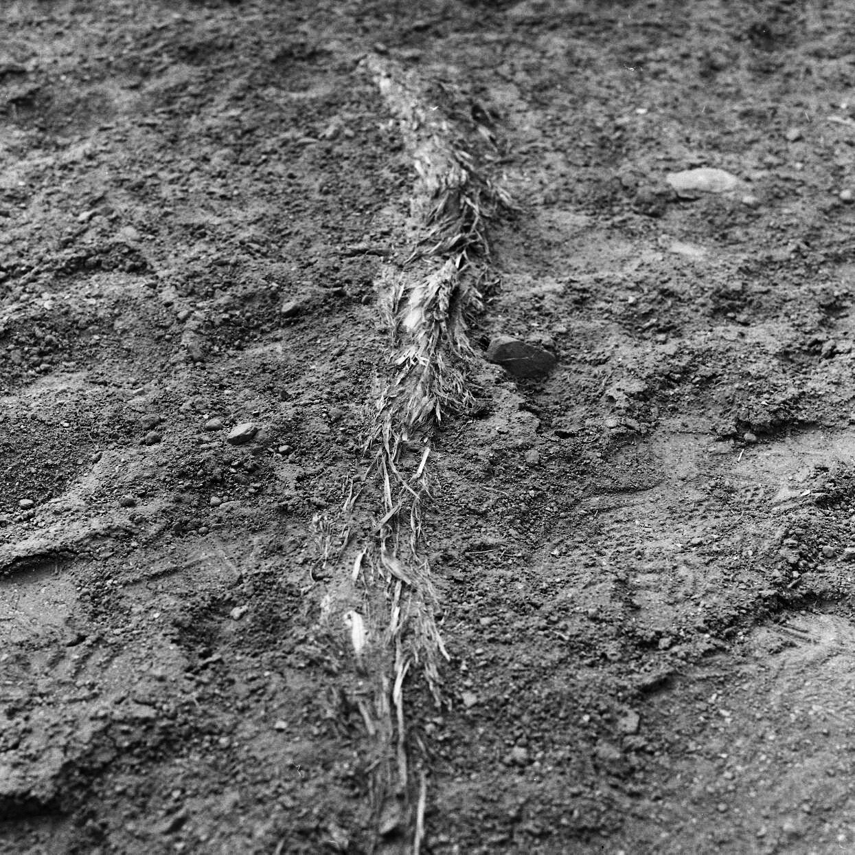 earthen tail