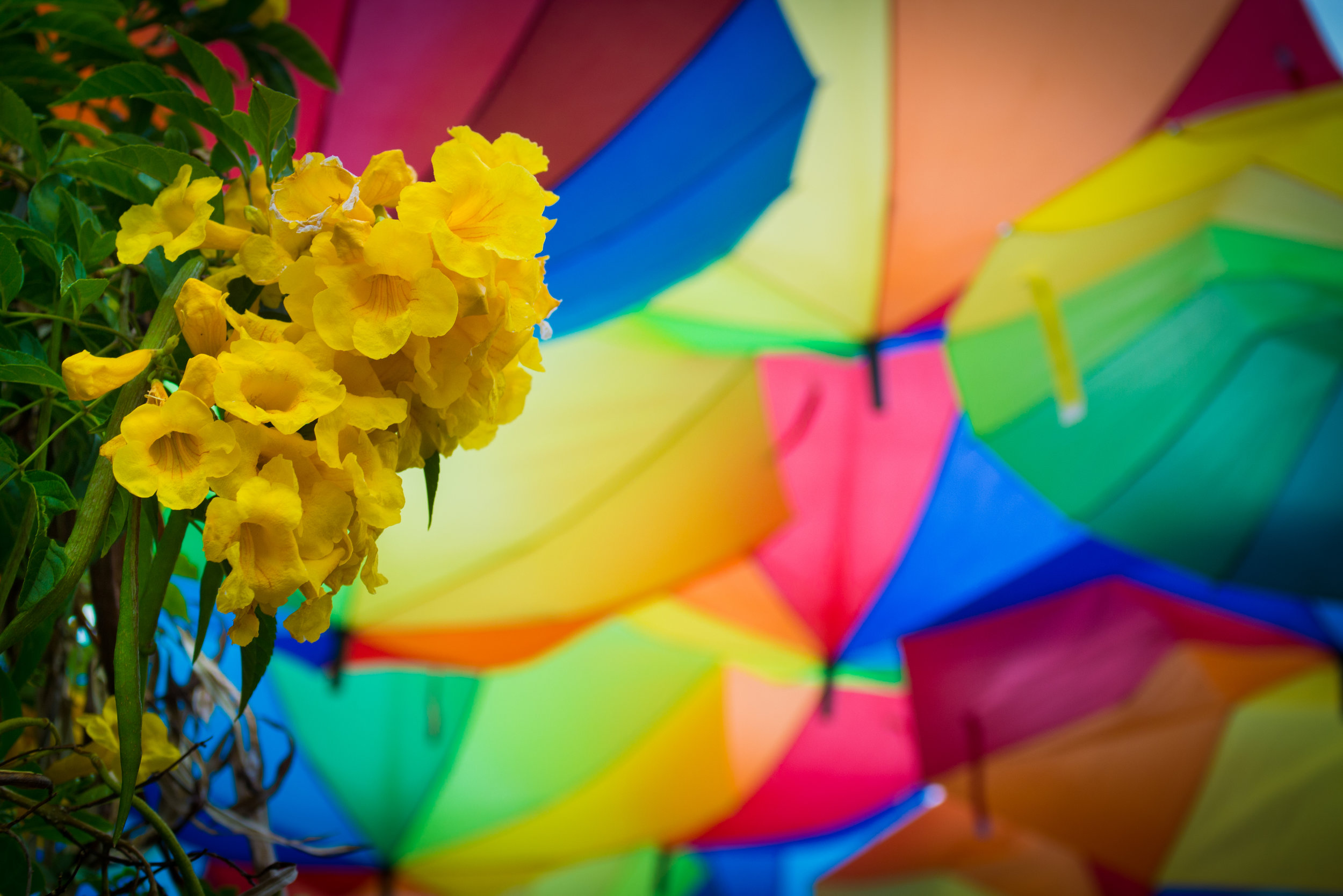 Colorful Life