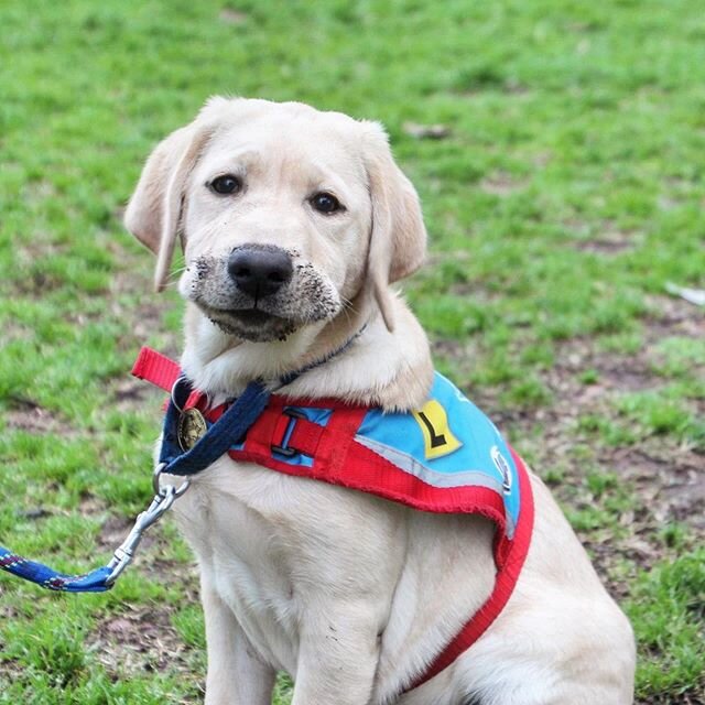 Someone found a mud puddle at the park today... #tilly #butterpup #babyshark #assistancedog