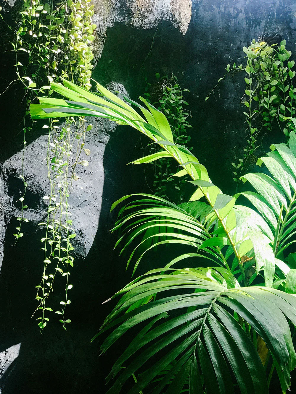 light-shadow-leaves.jpg
