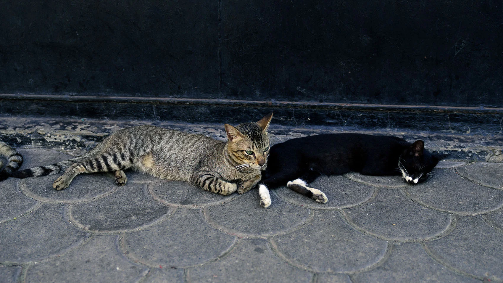cebu-stray-cats.jpg