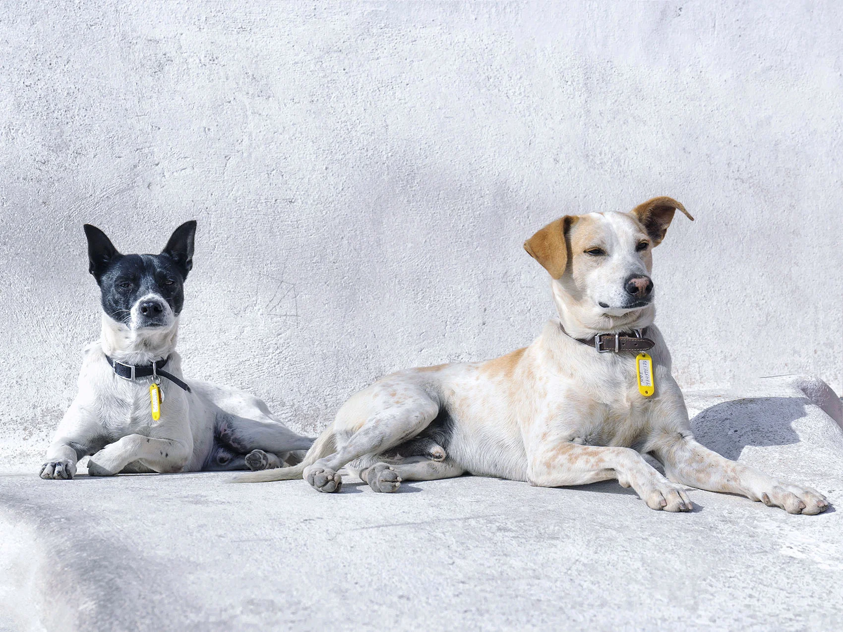 candy-lai-santorini-greece-stray-dogs.jpg