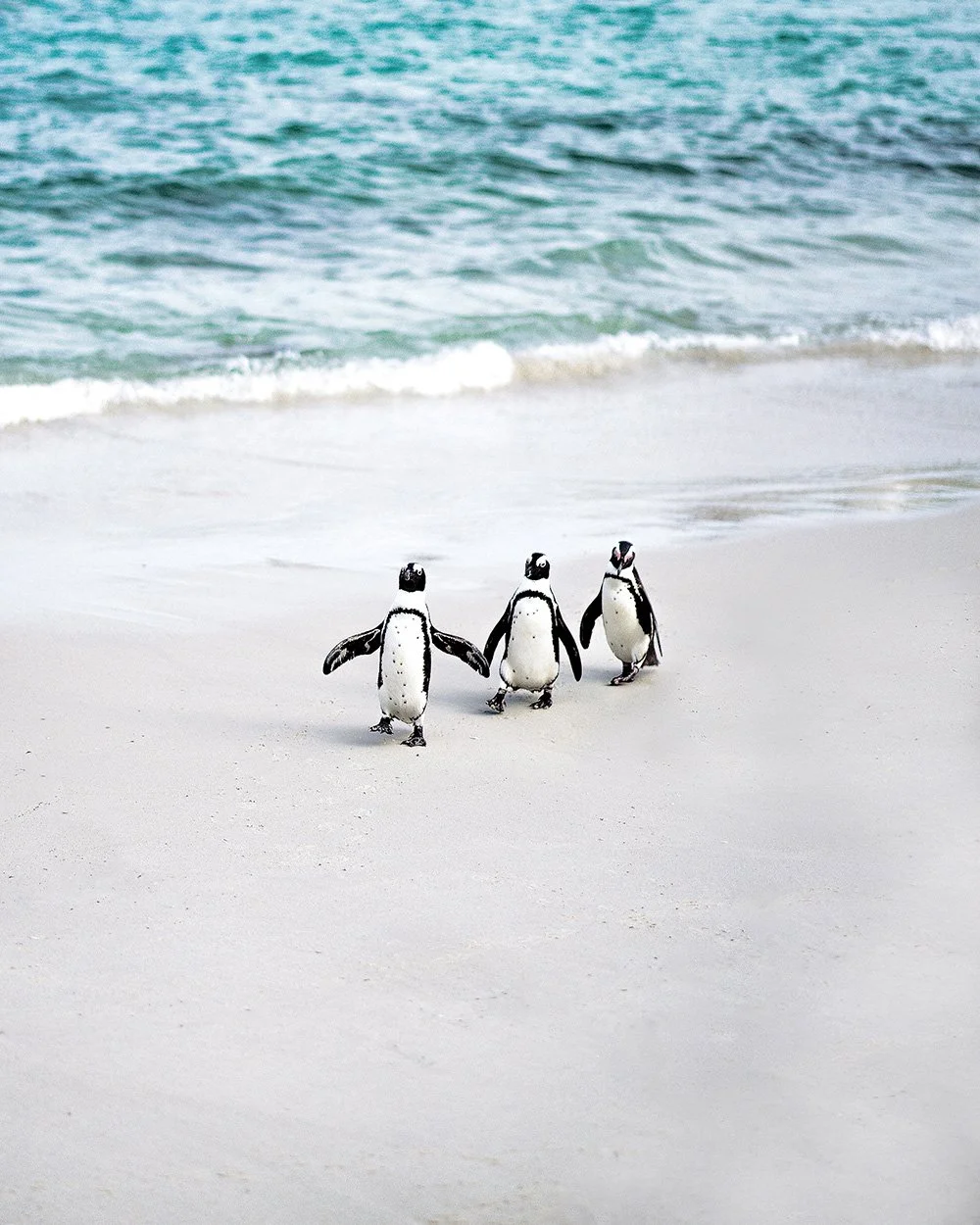 _Candy-Lai_flosslai_Penguins.jpg