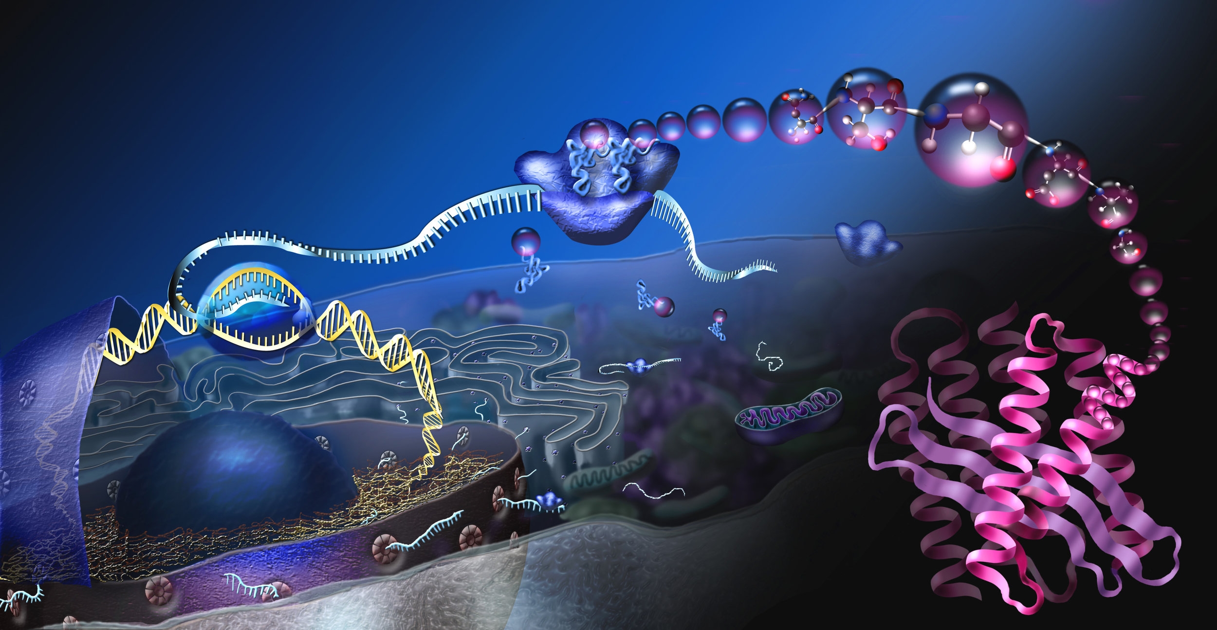 How_proteins_are_made_NSF.jpg