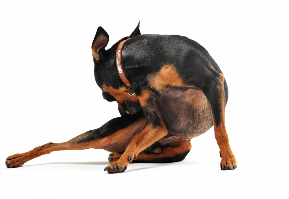 shutterstock_57584197.jpg