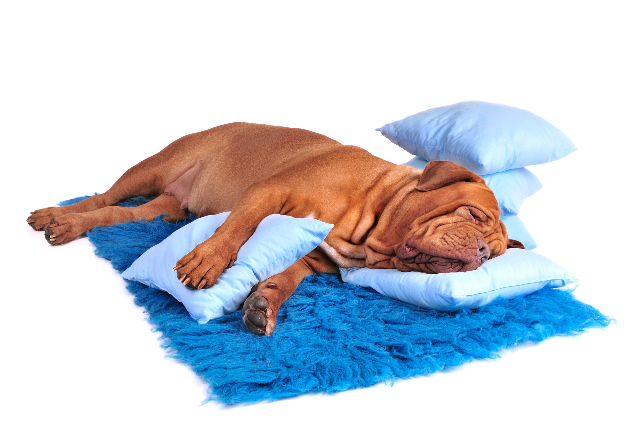shutterstock_46535581.jpg