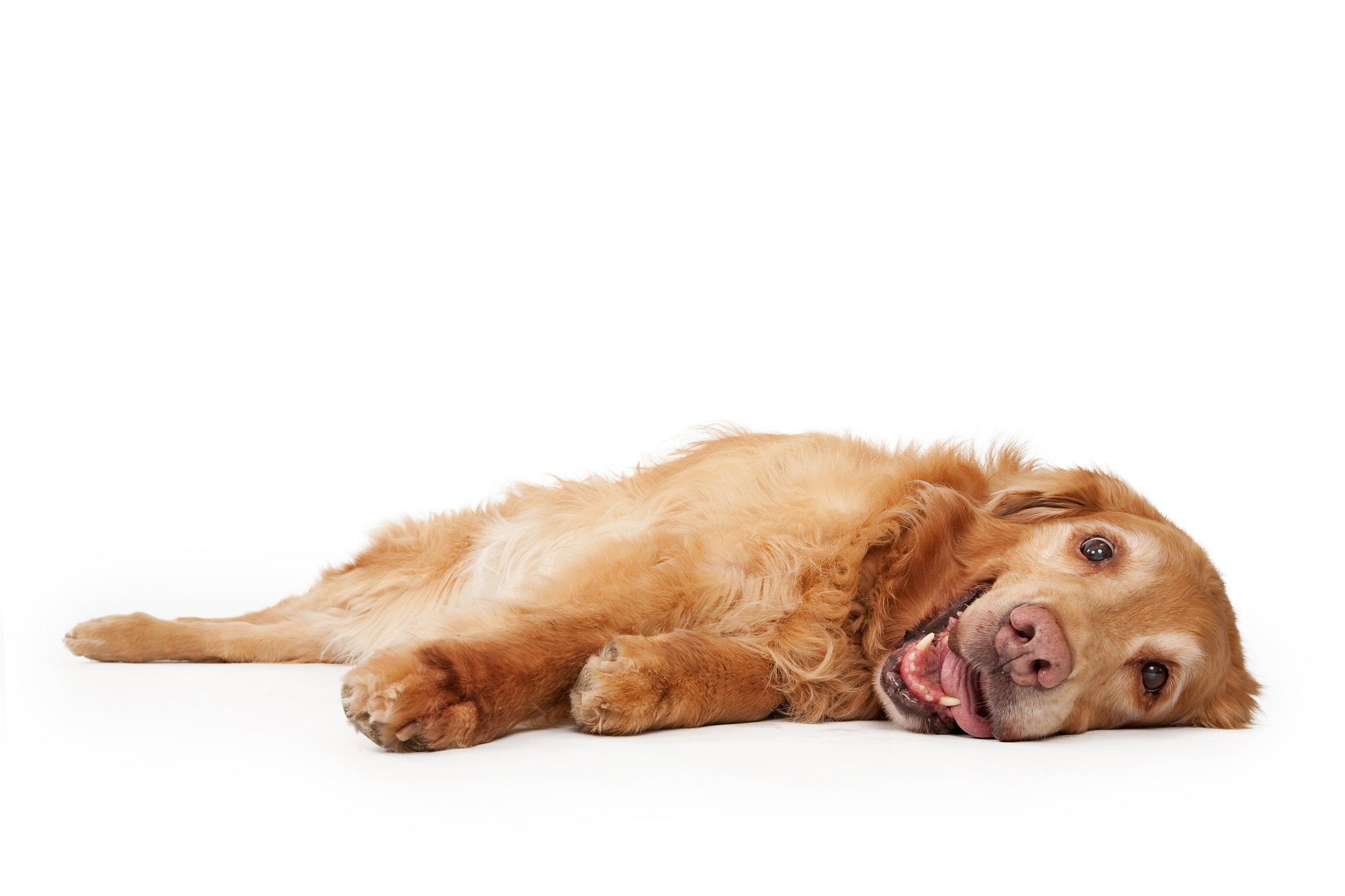 shutterstock_62166316.jpg